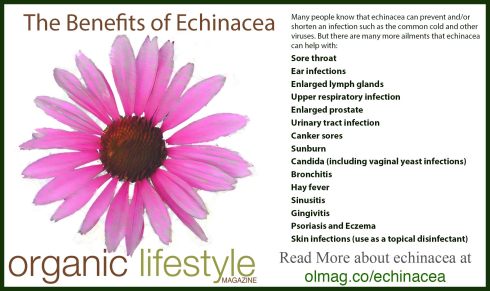echinacea