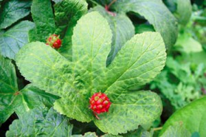 Goldenseal has become a sought after healing plant